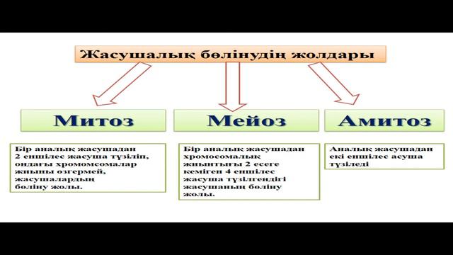 9-сынып Биология. "Митоз. Митоз фазалары" смотреть онлайн