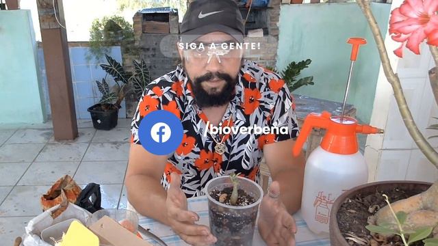 Bio Verbena - MESMO NO DESERTO BROTAM FLORES! Replante de Rosa do Deserto! смотреть онлайн