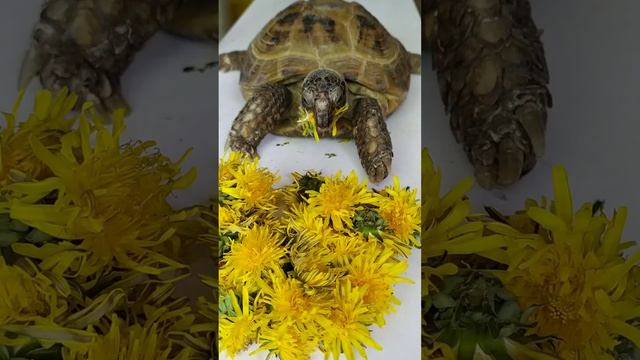 всемирный день черепах - с праздником смотреть онлайн