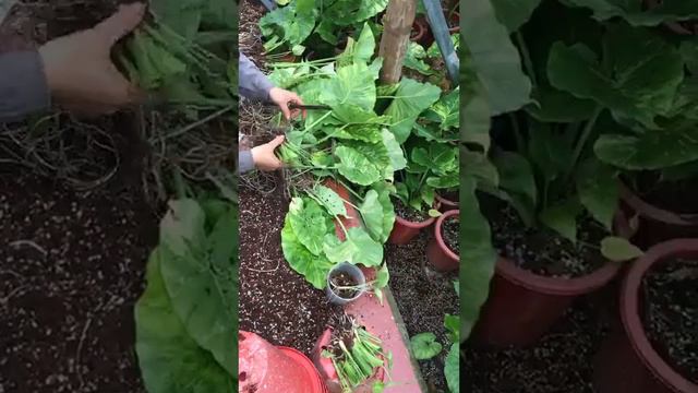 Thu hoạch củ ráy 2 смотреть онлайн