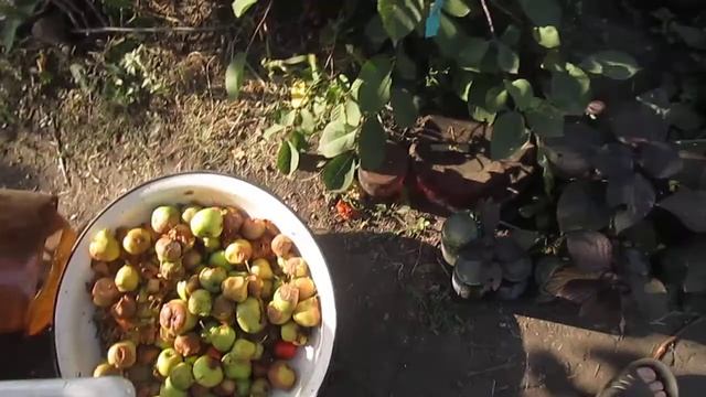 Гадкий утенок! Утята мускусной утки. смотреть онлайн