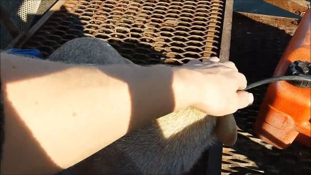 Наш пёс Кукла боиться плавать на лодке смотреть онлайн