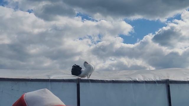 Наша жизнь в селе \ С этой вещью моя обувь на месте \ Он таким родился смотреть онлайн