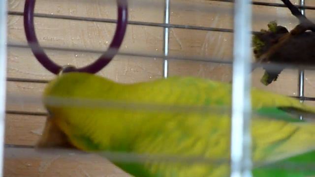 Веселое утро попугая Тоши//Смешной веселый попугай//Птицы смотреть онлайн