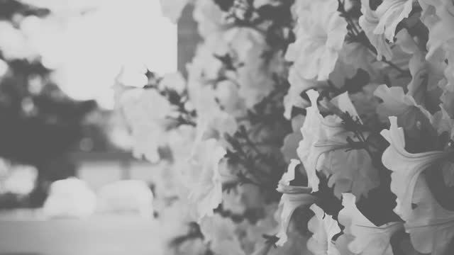 Memories | Shot On NIKON Z6II