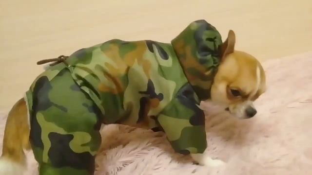 Персик фото мадель смотреть онлайн