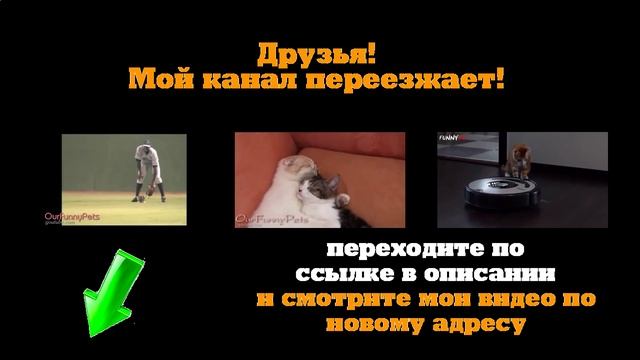 Коты зажигают - большие танцы. Выпуск 5 смотреть онлайн