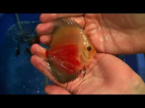 Обзор Продаваемого малька Дискуса #fish #fishaquarium #discus #aquarium #дискусы #разводня смотреть онлайн