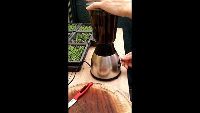 Spore slurry with Indigo Boletus . (Boletus erythropus) смотреть онлайн
