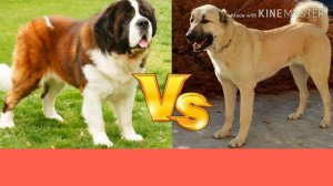 Сенбернар против Кангала. Senbernar against Kangal. Собаки. Animals Battle.