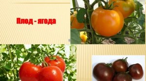 Овощные пасленовые: томат биология 7 кл.mp4