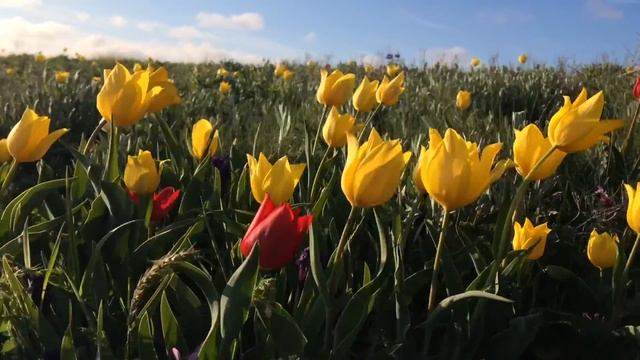 Путешествие на мыс Опук. Цветение дикого тюльпана Шренки смотреть онлайн