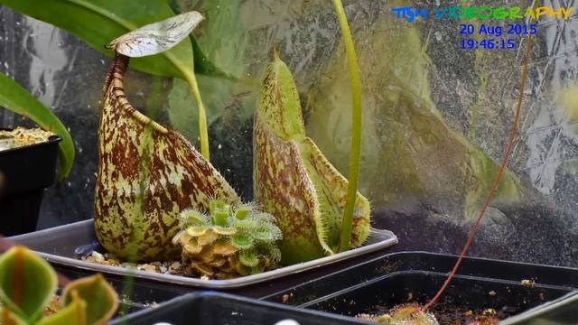 Time Lapes Of Nepenthes Rafflesiana Pitcher Growth