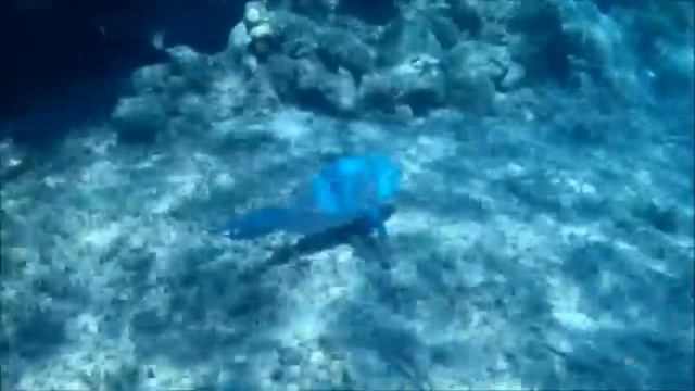 Nabq Nature Reserve (Coral Canyon) Between Shore& Hidden Island смотреть онлайн