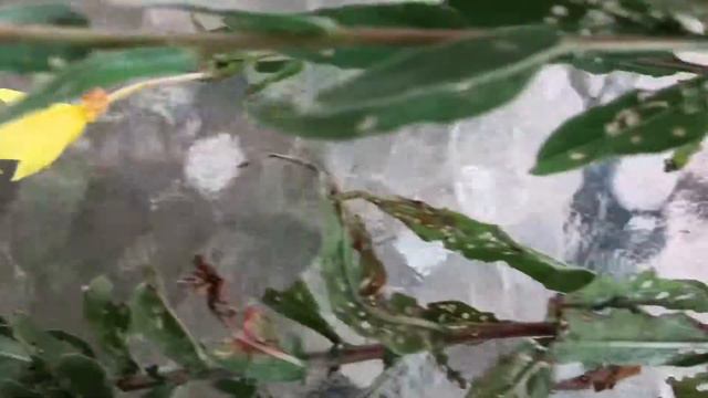 Missouri Evening Primrose, Oenothera macrocarpa, foraging wild edible plants. смотреть онлайн