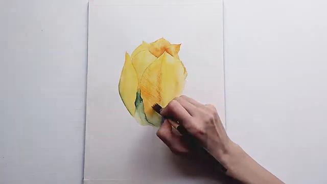 Желтый тюльпан акварелью смотреть онлайн