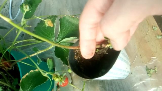 Клубника на минеральной вате.Размножение усиками. смотреть онлайн