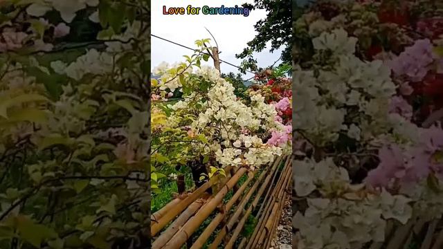 Best method to get flowers of Bougainvillea,Beauty of Bougainvillea,Multicolor Bougainvillea. смотреть онлайн