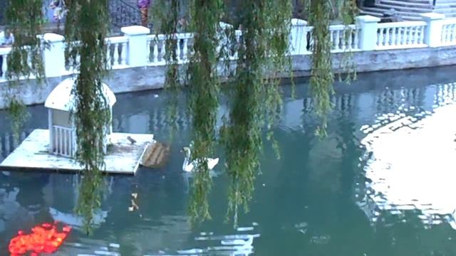 Вечер. Лебеди. Романтика смотреть онлайн