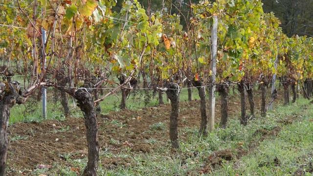 iWinemaker 2023. ОСЕНЬ. Участок N° iWinemaker 2023. НАЧАЛО. Участок N°49 смотреть онлайн