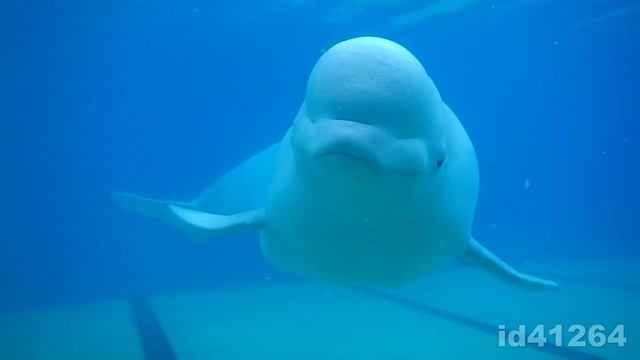 Beluga Whale смотреть онлайн