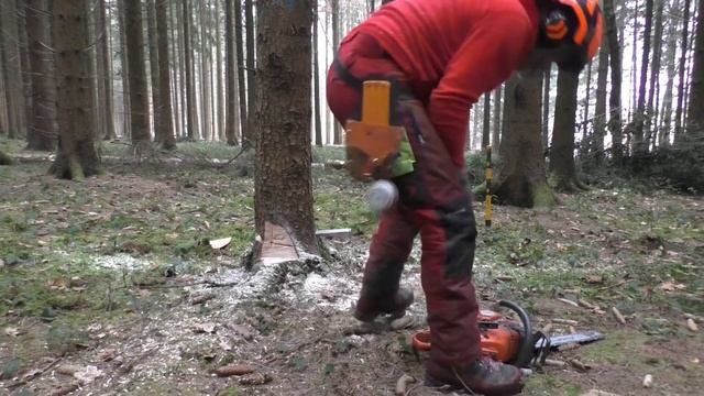 ?Fällung Baum: Diese Fehler solltest du niemals machen! #wildaufwald смотреть онлайн