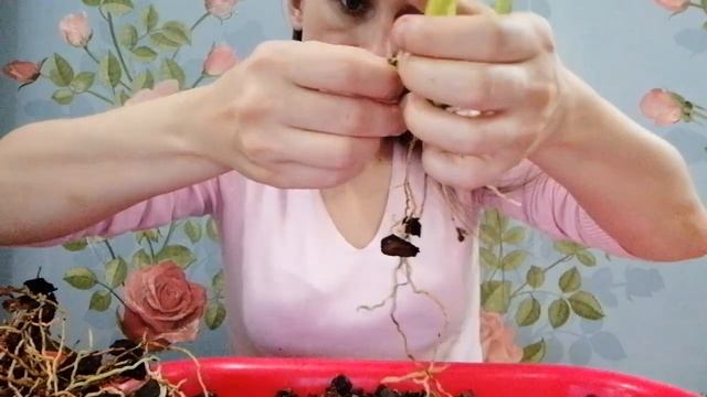 Пересадка камбрии, отделяю деточку от материнского растения. смотреть онлайн