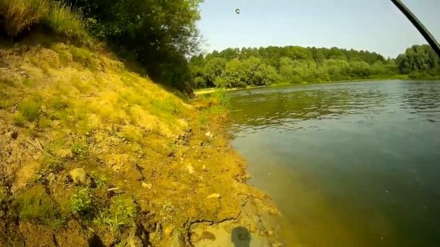 Карась для хищника, или будни белорусского рыбака. Чёрно-зелёный карась и не только. #рыбалка смотреть онлайн