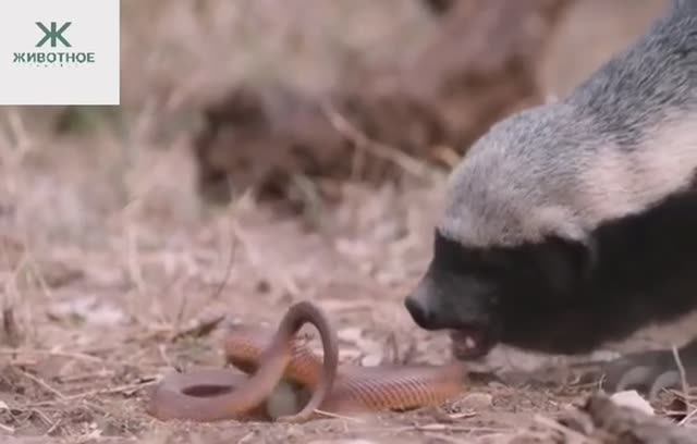 Медоед и змея, которой совсем не повезло смотреть онлайн
