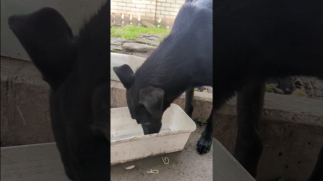 Собака обожралась макаронами