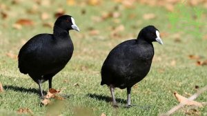 Голоса птиц Как поёт Лысуха (Fulica atra).mp4