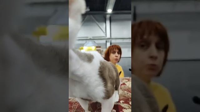 История породы кошек девон-рекс смотреть онлайн