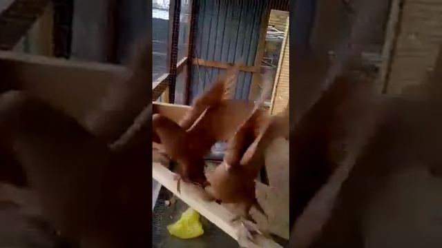 Голуби Юры (г.Жетыген) жёлтые гривуны"tauben"#дневникголубеводаkz смотреть онлайн