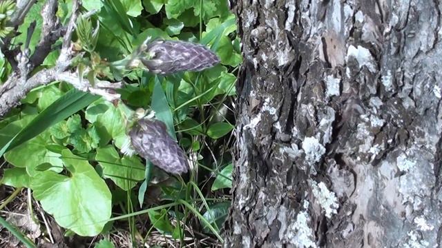 Гліцинія на півночі України та інші тропіки. смотреть онлайн