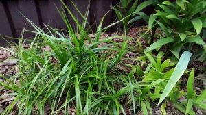 Травы. Декоративные злаки. Обзор моей коллекции злаков и трав в саду. Сад. Миксбордер