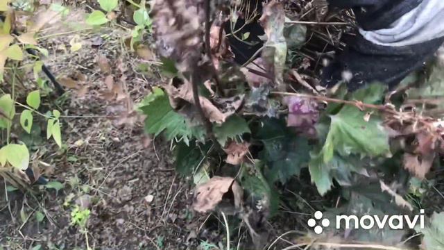 Посадка тюльпанов🌷/ козы🐐/уборка участка 🧹🌼🌼🌼🌼🌼🌼 смотреть онлайн