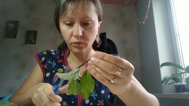 Осеннее черенкование ГОРТЕНЗИИ МЕТЕЛЬЧАТОЙ.Быстро и просто. смотреть онлайн