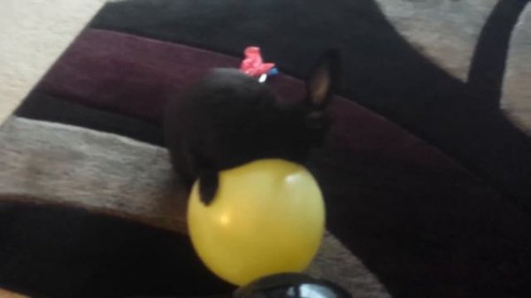 Funniest Rabbit Videos Weekly Compilation 2018 | Funny Pet Videos