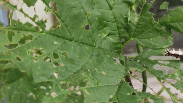 Гусеницы съели хмель смотреть онлайн