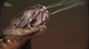 Дикая Природа Южной Африки (Анимал Планет Русский) 2020