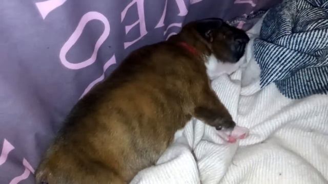 Купировали хвостик/щенок/Немецкий боксер(Docked ponytail/puppy/German boxer) смотреть онлайн
