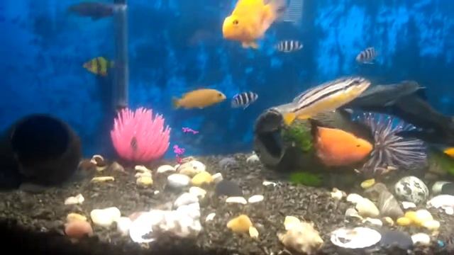 Жёлтый попугай и малек фронтозы смотреть онлайн