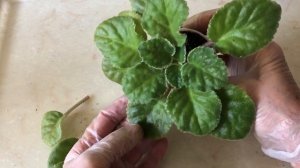 Советы начинающим. ФИАЛКА отцветает. Что с ней делать?