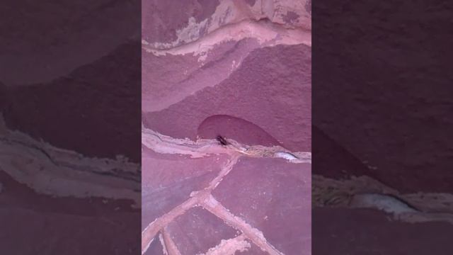 Редкое насекомое смотреть онлайн