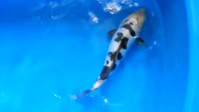 Doitsu Shiro Bekko. Tosai. 25 см. смотреть онлайн