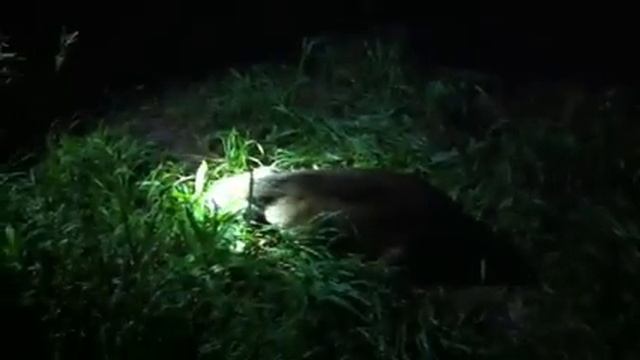 Ночная охота с подхода в лесу смотреть онлайн