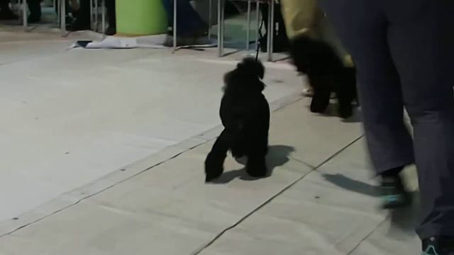 сравнение той пуделей черного окраса на ЛПП) смотреть онлайн