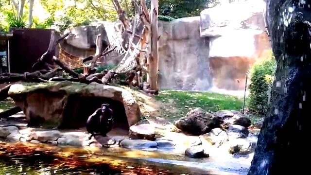 в зоопарке липецк смотреть онлайн