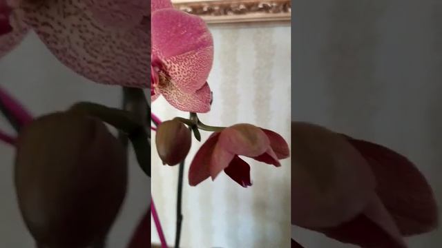 Орхидея чудит,мутация цветочков смотреть онлайн