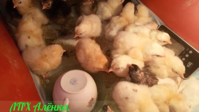 ИКУБАЦИЯ. 93% вывод. Цыплята. смотреть онлайн